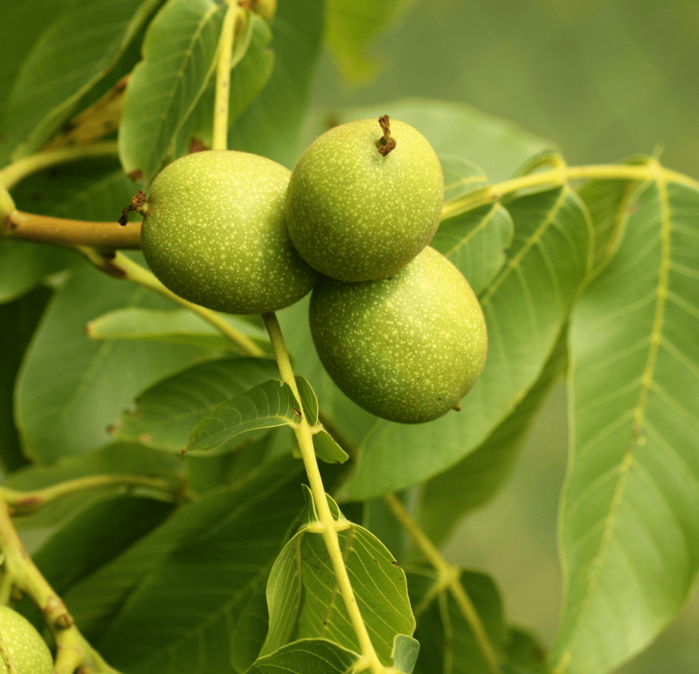 Ceviz Fidanında Lider