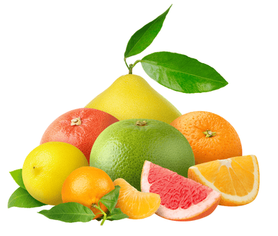 Narenciye Fidanları