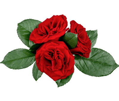 Gül & Çiçek Türleri