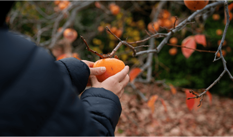 Verime Hazır <br> Yetişkin Ağaçlar