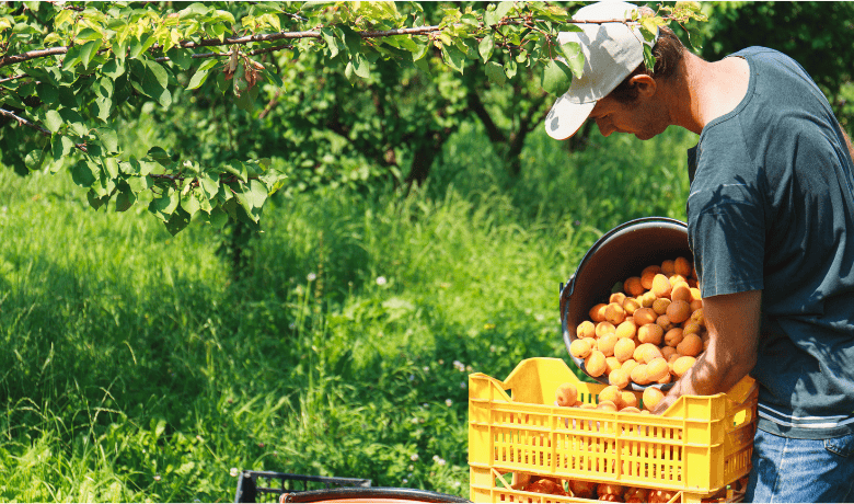 Yıllarca Beklemeden <br> Hasat Edin