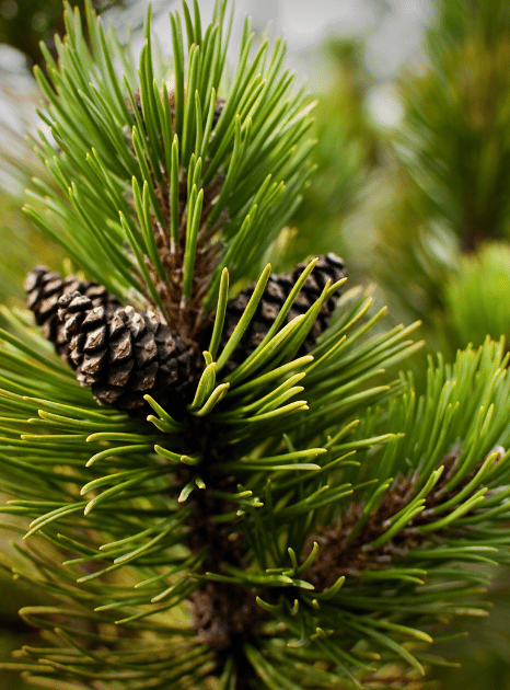 Orman Ve Çam Ağaçları