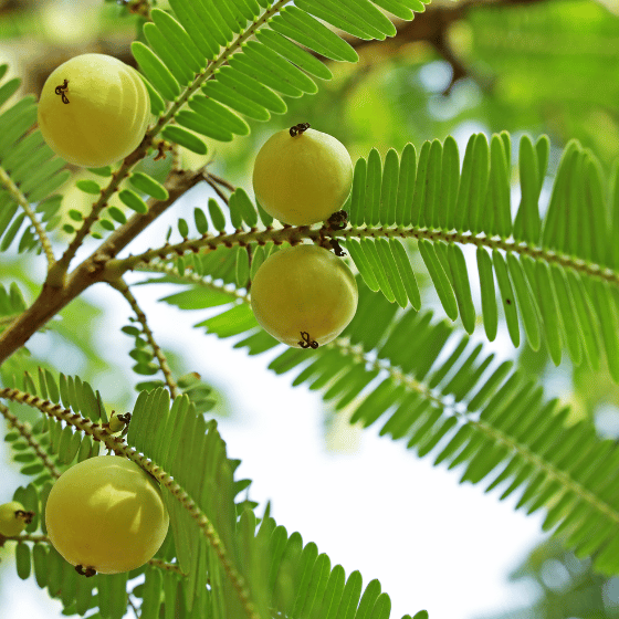 Nadir Bulunan Türler