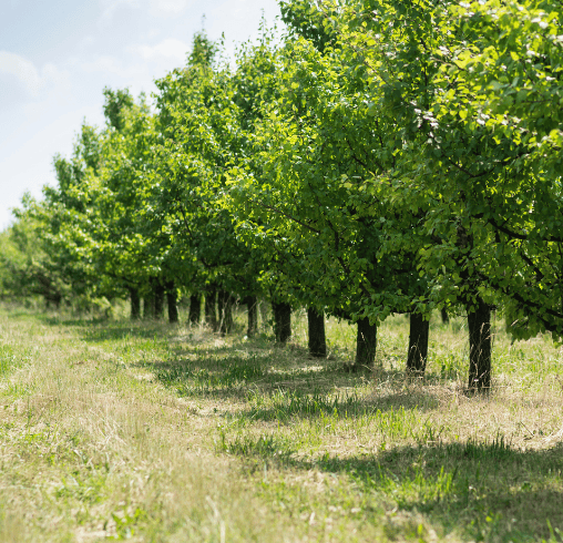 Bahçenizi Birlikte Kuralım